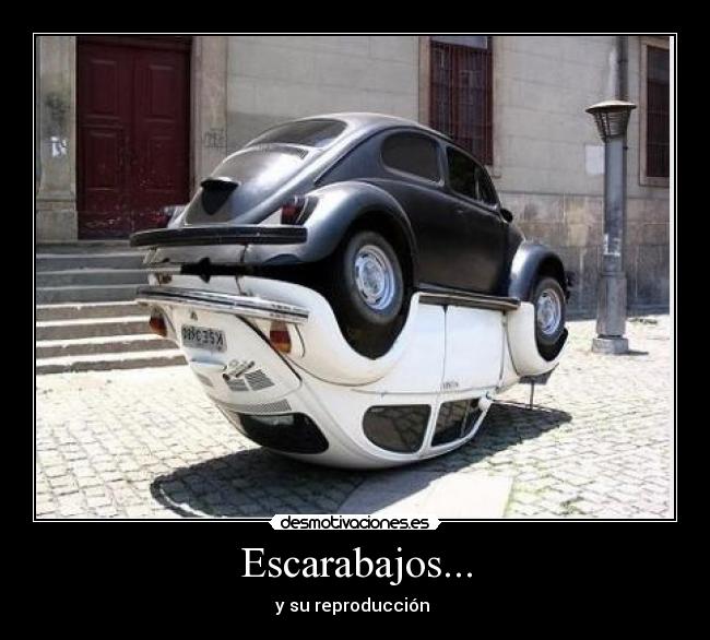 Escarabajos... - y su reproducción