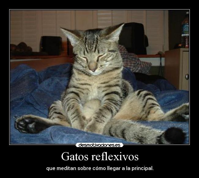 Gatos reflexivos - que meditan sobre cómo llegar a la principal.