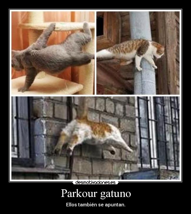 Parkour gatuno - 