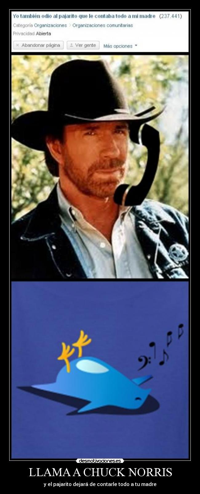 LLAMA A CHUCK NORRIS -