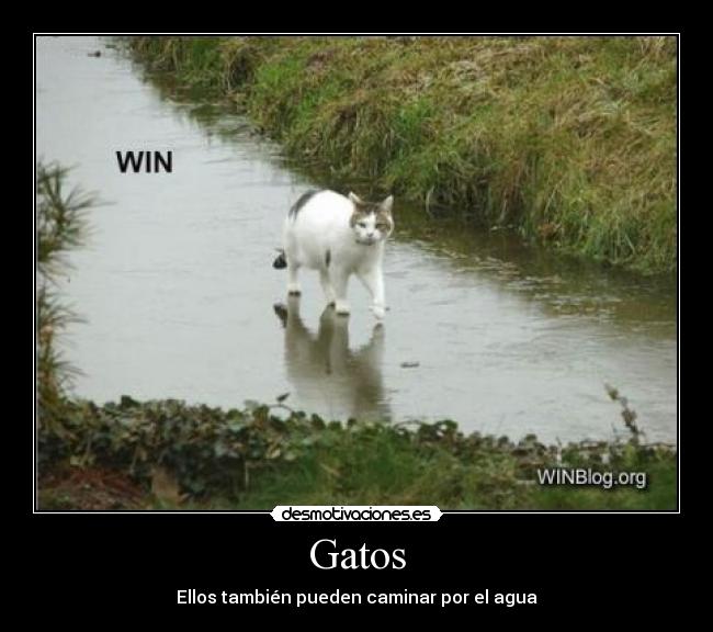 Gatos -