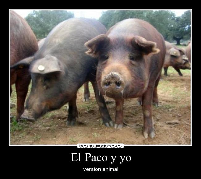 El Paco y yo - version animal