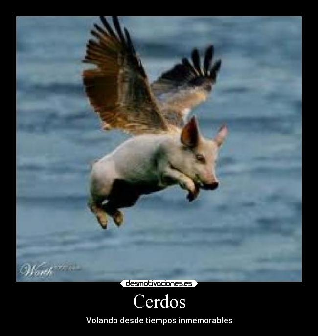 Cerdos -