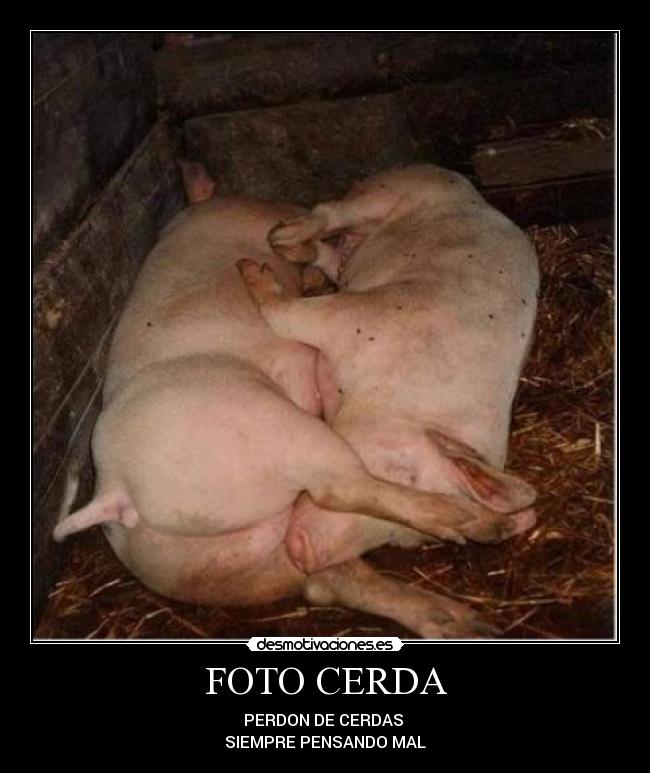 FOTO CERDA - PERDON DE CERDAS 
SIEMPRE PENSANDO MAL