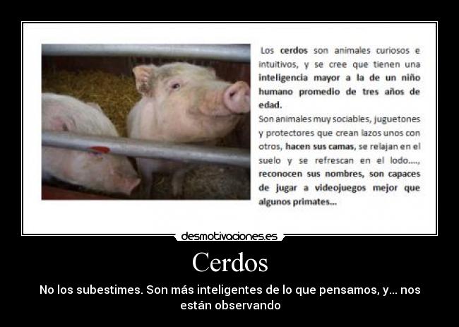 Cerdos -