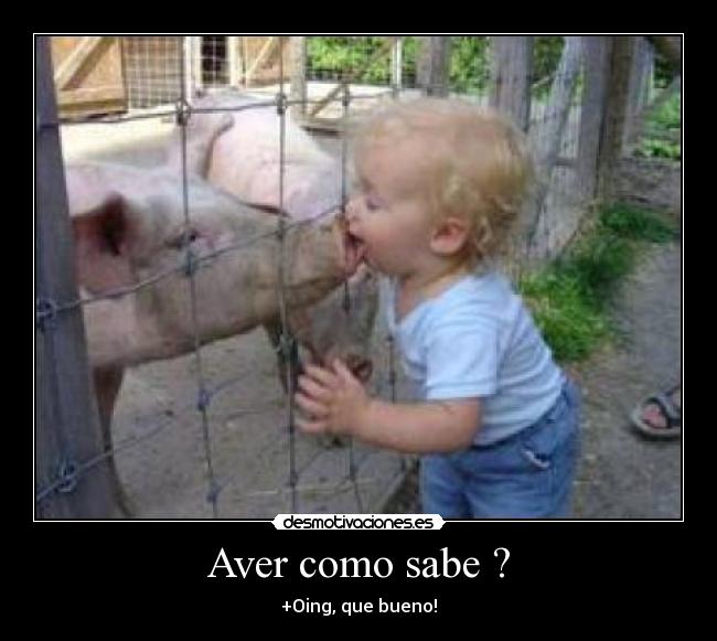 carteles cerdito desmotivaciones