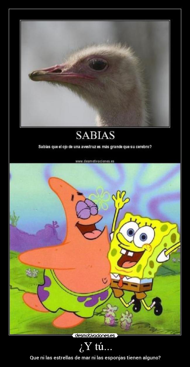 ¿Y tú... - Que ni las estrellas de mar ni las esponjas tienen alguno?