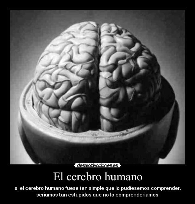 El cerebro humano -