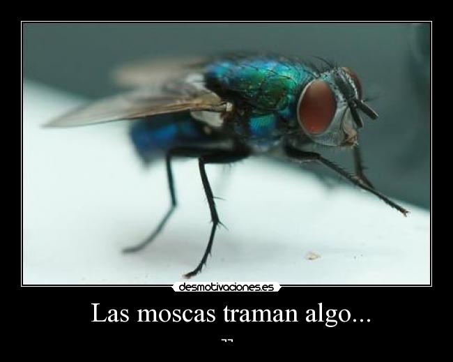 Las moscas traman algo... - ¬¬
