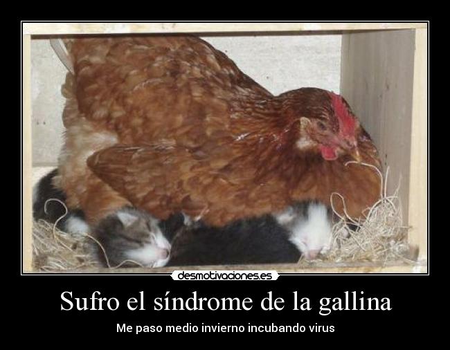 Sufro el síndrome de la gallina - Me paso medio invierno incubando virus