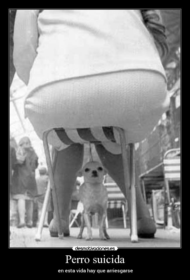 Perro suicida - en esta vida hay que arriesgarse