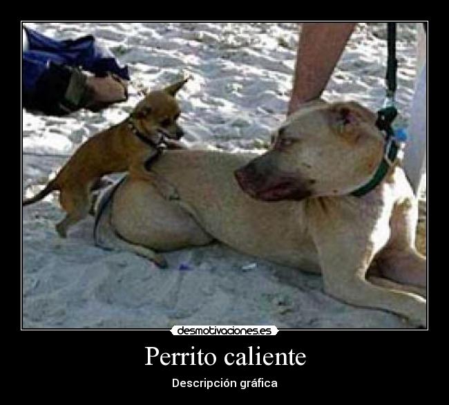 Perrito caliente - Descripción gráfica