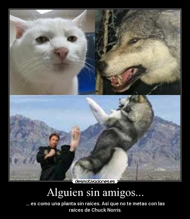 Alguien sin amigos... - ... es como una planta sin raíces. Así que no te metas con las raíces de Chuck Norris.