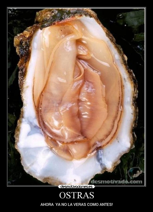 OSTRAS - AHORA YA NO LA VERAS COMO ANTES!