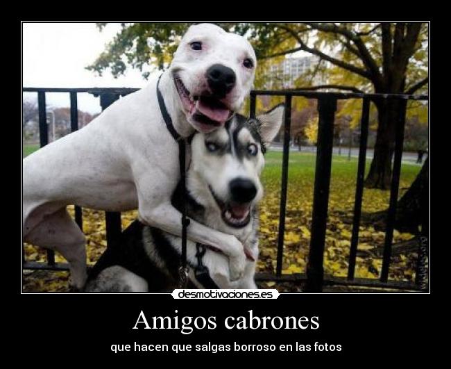 Amigos cabrones -