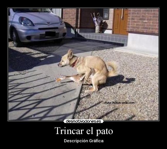 Trincar el pato - Descripción Gráfica