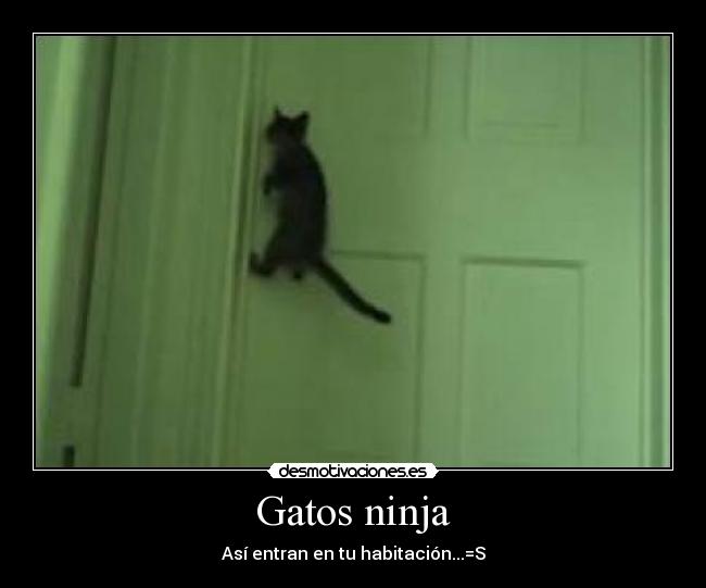 Gatos ninja -