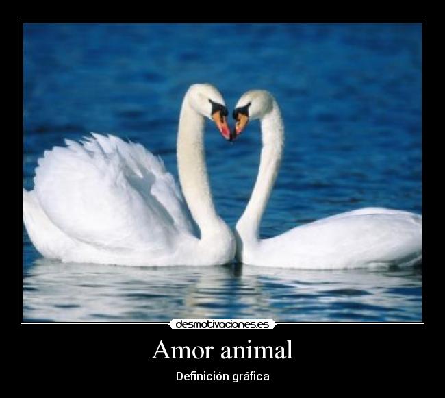 Amor animal - Definición gráfica