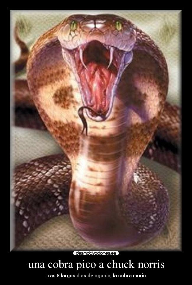 una cobra pico a chuck norris -