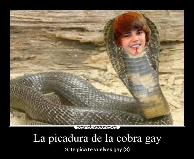 La picadura de la cobra gay - 