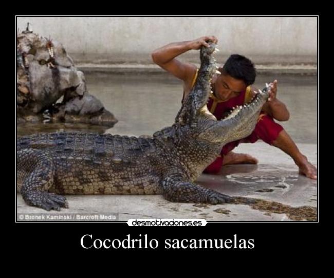 Cocodrilo sacamuelas -