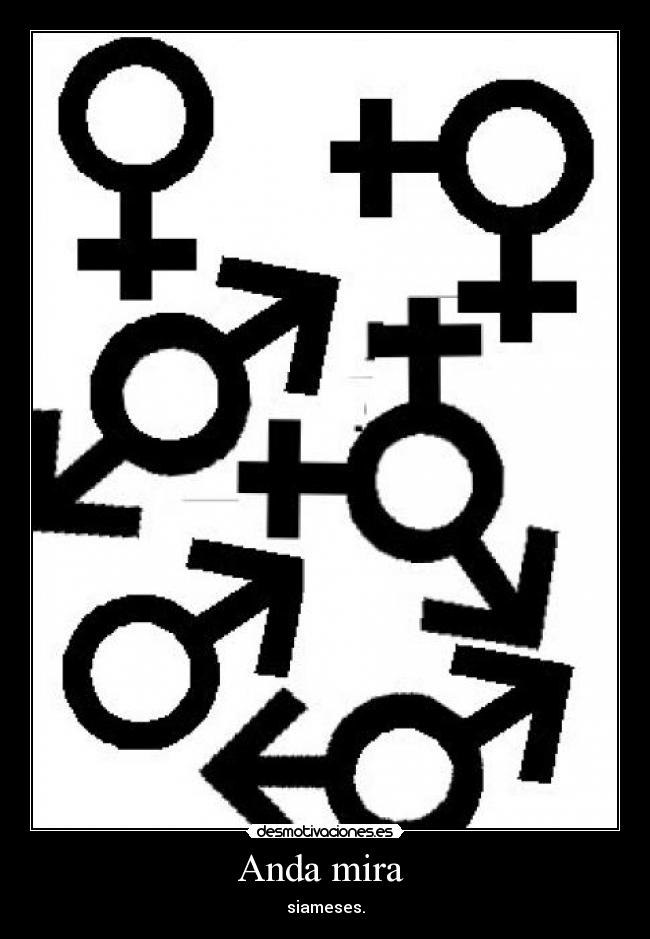 Anda mira - siameses.