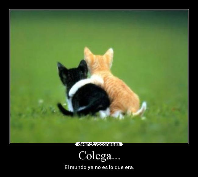Colega... -