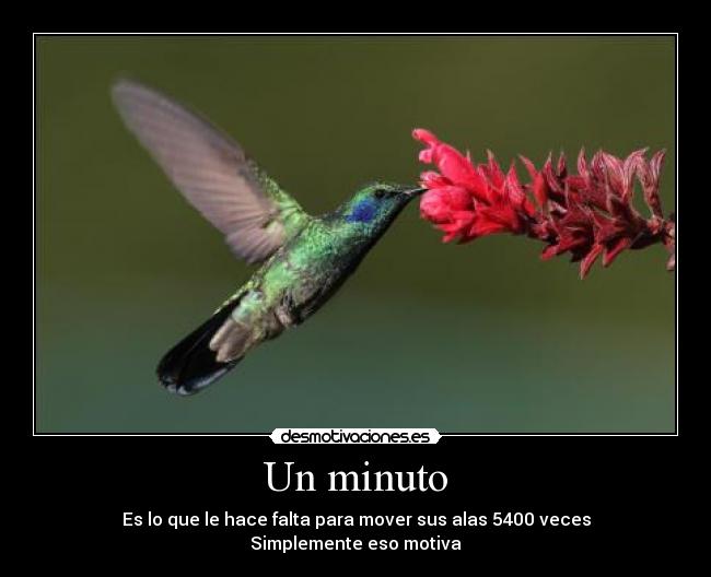Un minuto - Es lo que le hace falta para mover sus alas 5400 veces
Simplemente eso motiva