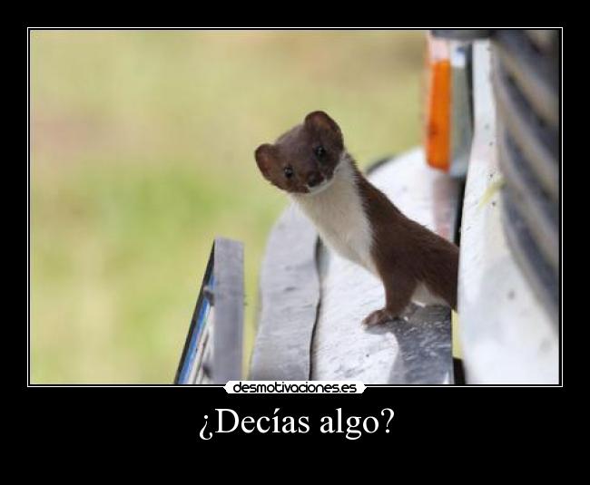 ¿Decías algo? -