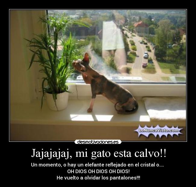 Jajajajaj, mi gato esta calvo!! - 