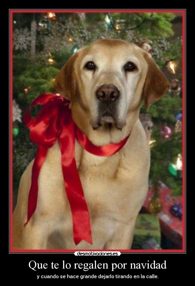 Que te lo regalen por navidad - 