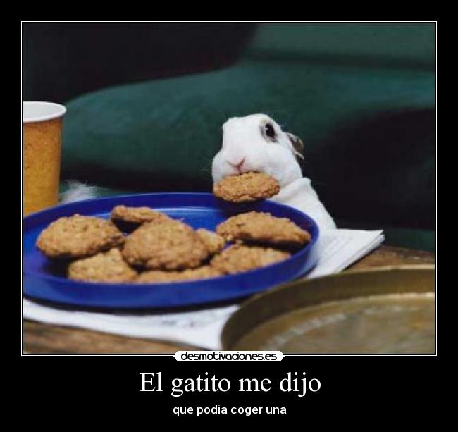 El gatito me dijo - que podia coger una