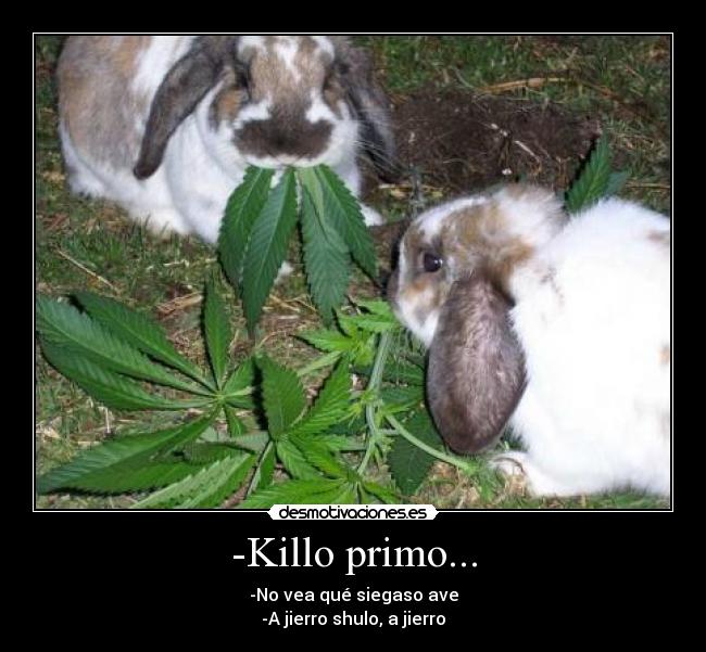 -Killo primo... - -No vea qué siegaso ave
-A jierro shulo, a jierro