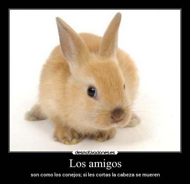 Los amigos - son como los conejos; si les cortas la cabeza se mueren