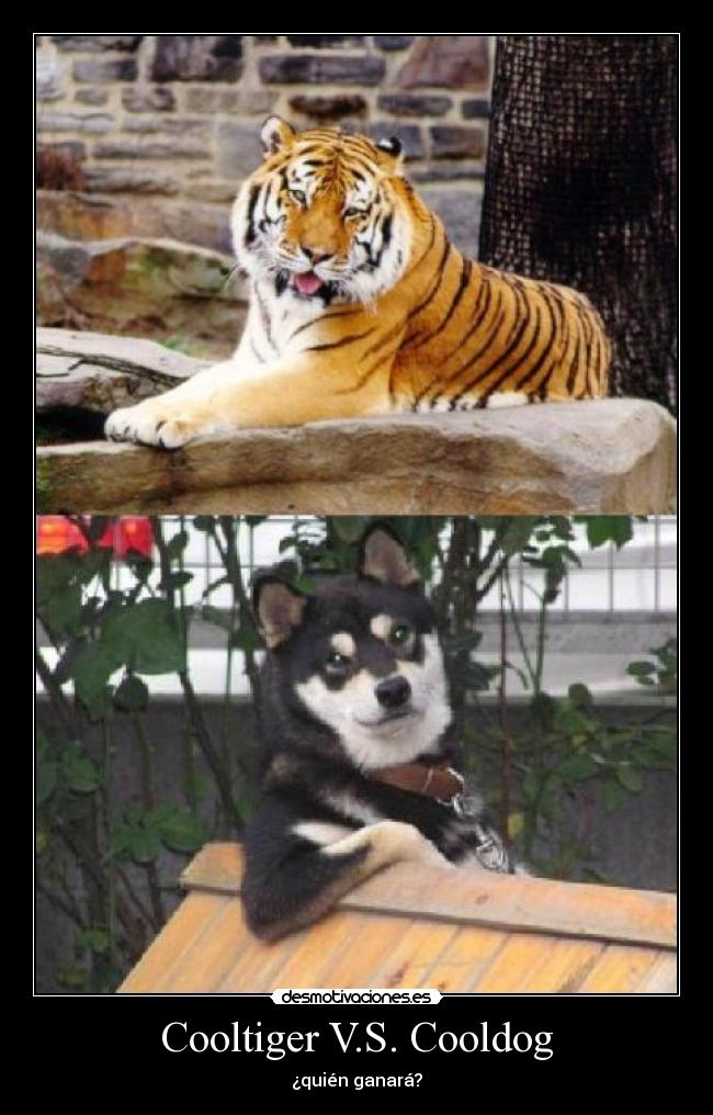 Cooltiger V.S. Cooldog - 