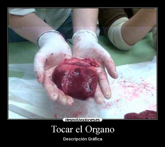 Tocar el Organo - Descripción Gráfica