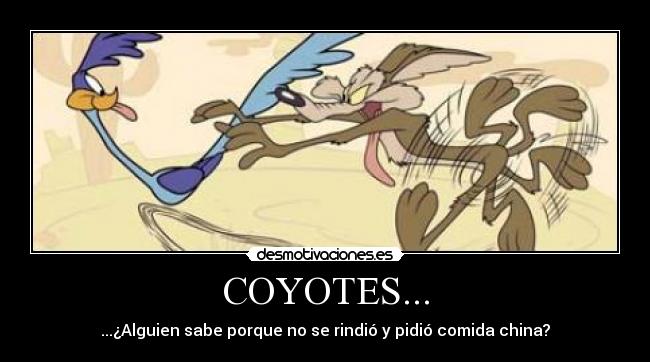 COYOTES... - 