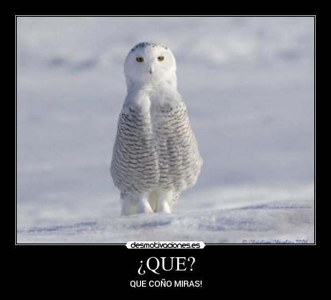 ¿QUE? - QUE COÑO MIRAS!