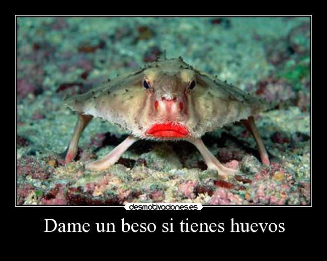 Dame un beso si tienes huevos -