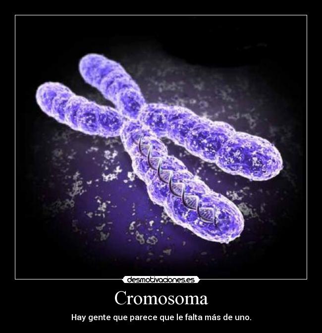 Cromosoma - 