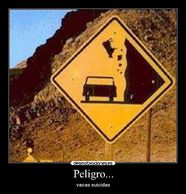 Peligro... - vacas suicidas