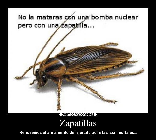 Zapatillas - Renovemos el armamento del ejercito por ellas, son mortales...