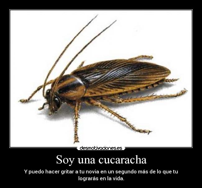 Soy una cucaracha -