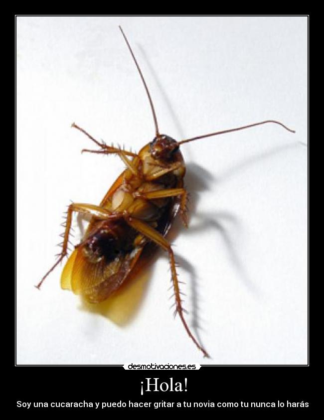 ¡Hola! - Soy una cucaracha y puedo hacer gritar a tu novia como tu nunca lo harás