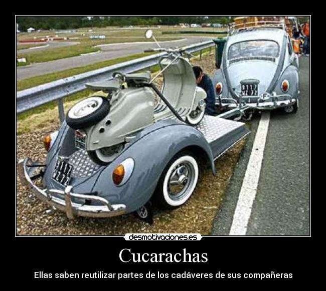 carteles aureliocertified cucarachas hispano ingles volkswagen volks wagen escarabajo beetle desmotivaciones