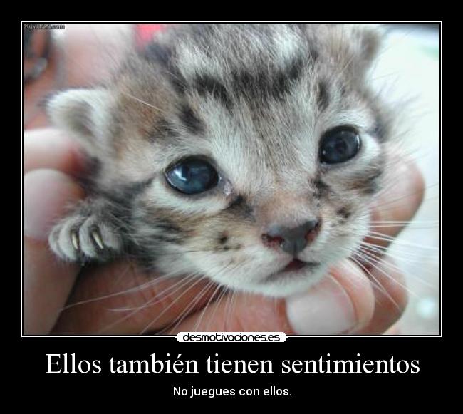 carteles sentimientos distorsion gatito sentimientos desmotivaciones