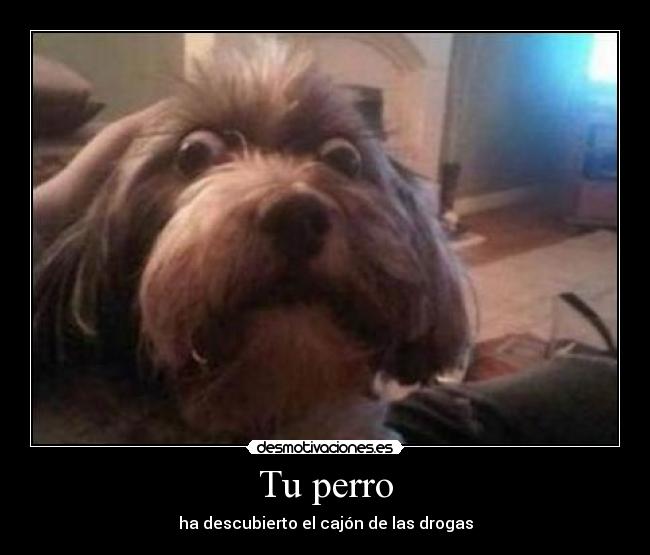Tu perro -
