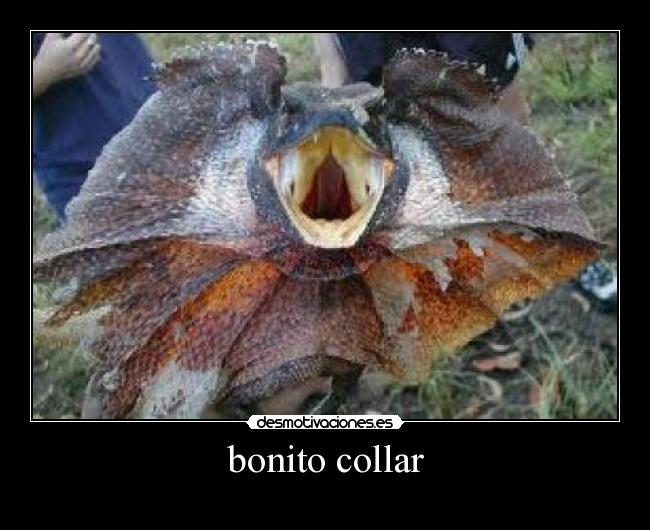bonito collar - 