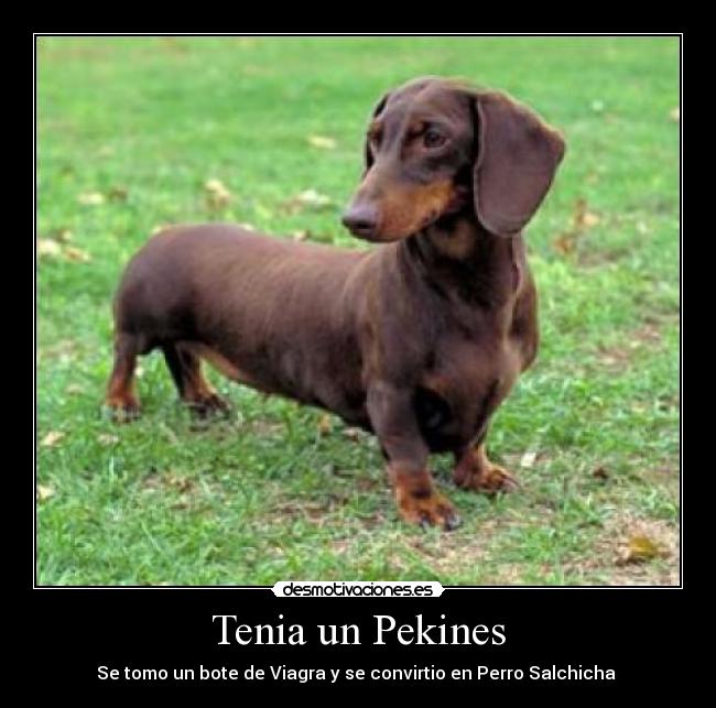 Tenia un Pekines - Se tomo un bote de Viagra y se convirtio en Perro Salchicha