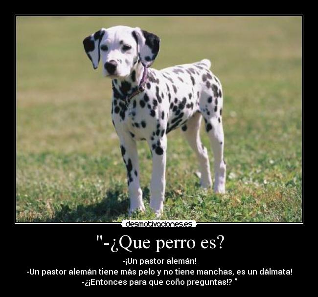 -¿Que perro es? - -¡Un pastor alemán!
-Un pastor alemán tiene más pelo y no tiene manchas, es un dálmata!
-¿¡Entonces para que coño preguntas!? 